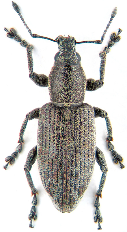 Tanymecus palliatus hegyesfarú barkó jell: 8-12 mm, hamu- v. barnásszürke, testét a szárnyfedők és a test oldalát kivéve szürke pikkelyek borítják. A szárnyfedőket barna pikkelyek fedik. Röpképtelen.