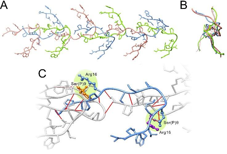 1. ábra: A β 2-mikroglobulin, a K3, valamint az α-szinuklein amiloid szálainak hődenaturációs profilja (balra), illetve a (1) szálvégi monomer-disszociációval és a (2) szálak törésével megvalósuló