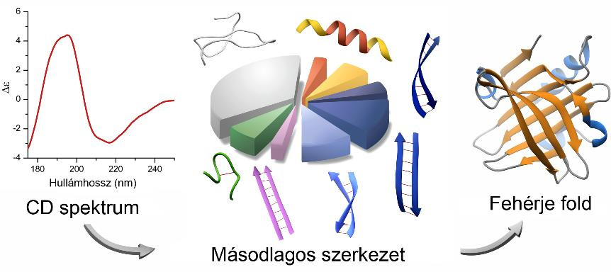 5. A β-lemezek csavarodásának figyelembevételével jelentősen javítható a CD spektrumokból történő másodlagosszerkezet-becslés pontossága.