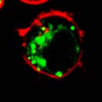 R8C (HIV-1 Tat 48-60) Okt-R8C MPG alfa(-ox) (HIV-1 gp41 and SV40 NLS