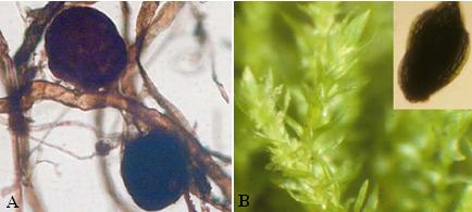 2. ábra: Ivartalan szaporítóképletek, rhizoidgemmák (A), levélrügyek (B) ismertetése (forrás: http://www.bryoecol.mtu.edu/chapters/4-8dispersalveg.pdf.) 2.1.