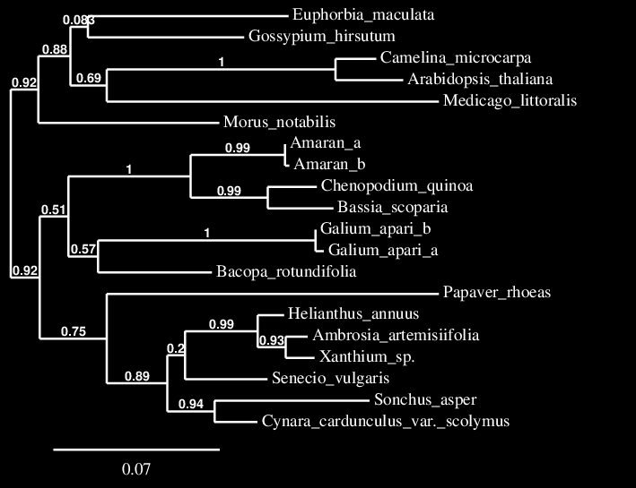 Eredmények Az acetolaktát szintáz (ALS) enzimet kódoló gén Mintáinkból azonosított ALS gén 1965bp hosszú, 655 aminosavból álló protein. Aminosav pozíció Érzékeny Ambrosia artemisiifolia L.