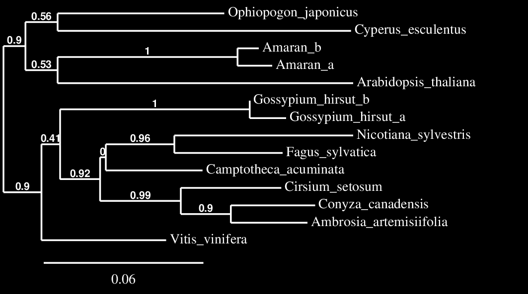 artemisiifolia EPSPS gén filogenetikai vizsgálata. Az elágazásoknál a számok a bootstrap analízis során kapott értéket jelölik.