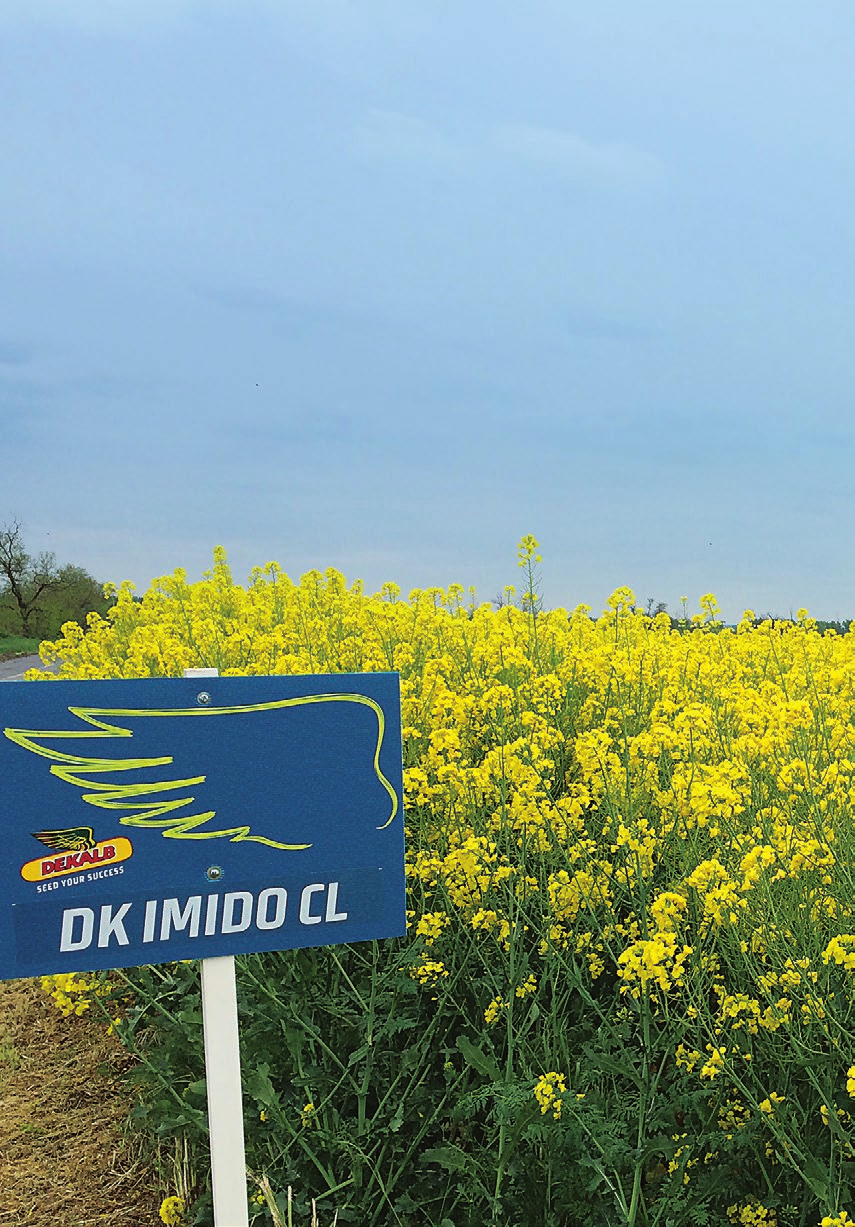 KorÁn, sokat DK IMIDO CL A legkorábbi DEKALB clearfield hibrid, melynek kiemelkedően jó a korai fejlődési erélye. DK IMIDO, Szelekta Kft.