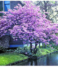 Rhododendron J. P.