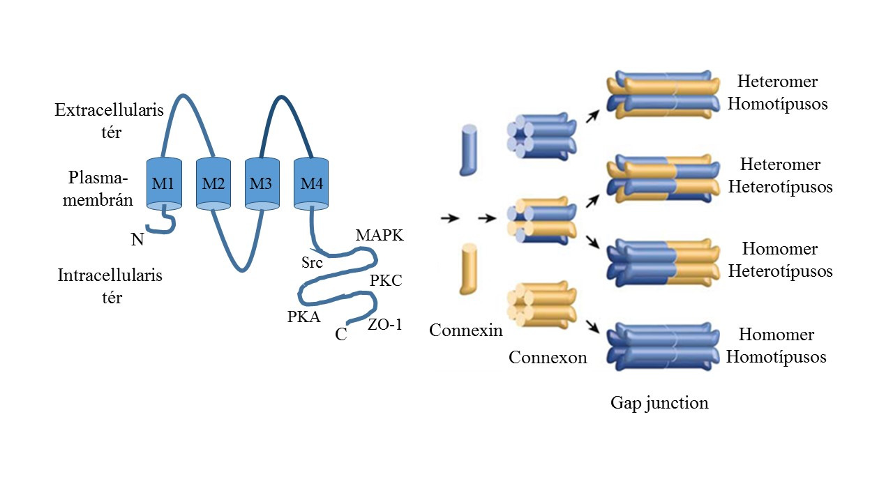 A két extracellularis huroknak a szomszédos félcsatornák összekapcsolódásában van szerepe, kialakítva ezzel a funkcionáló gap junction csatornákat. A membránon átívelő domének szerepe kevésbé ismert.