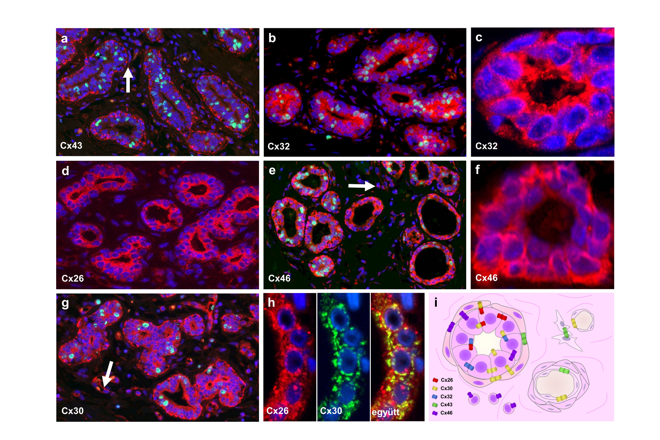 fehérjét a luminalis hámsejtek között (5/c ábra). Cx30 fehérje figyelhető meg a myoepithelialis és a luminalis sejteknek főleg az apicalis oldalán (5/d ábra).