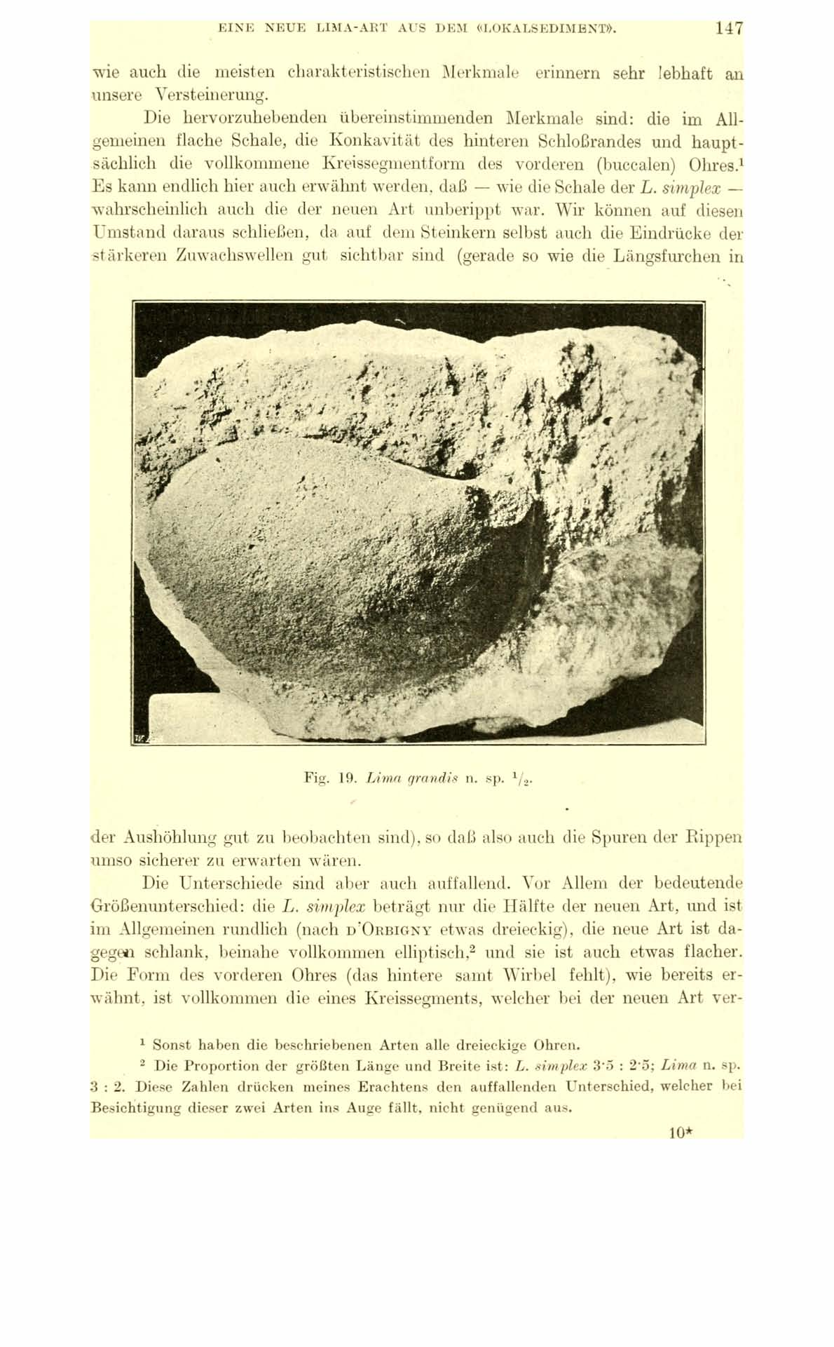 EINE NEUE LIMA-ART AUS DEM «LOKALSEDIMENT». 147 wie auch die meisten charakteristischen Merkmale erinnern sehr lebhaft an unsere Versteinerung.