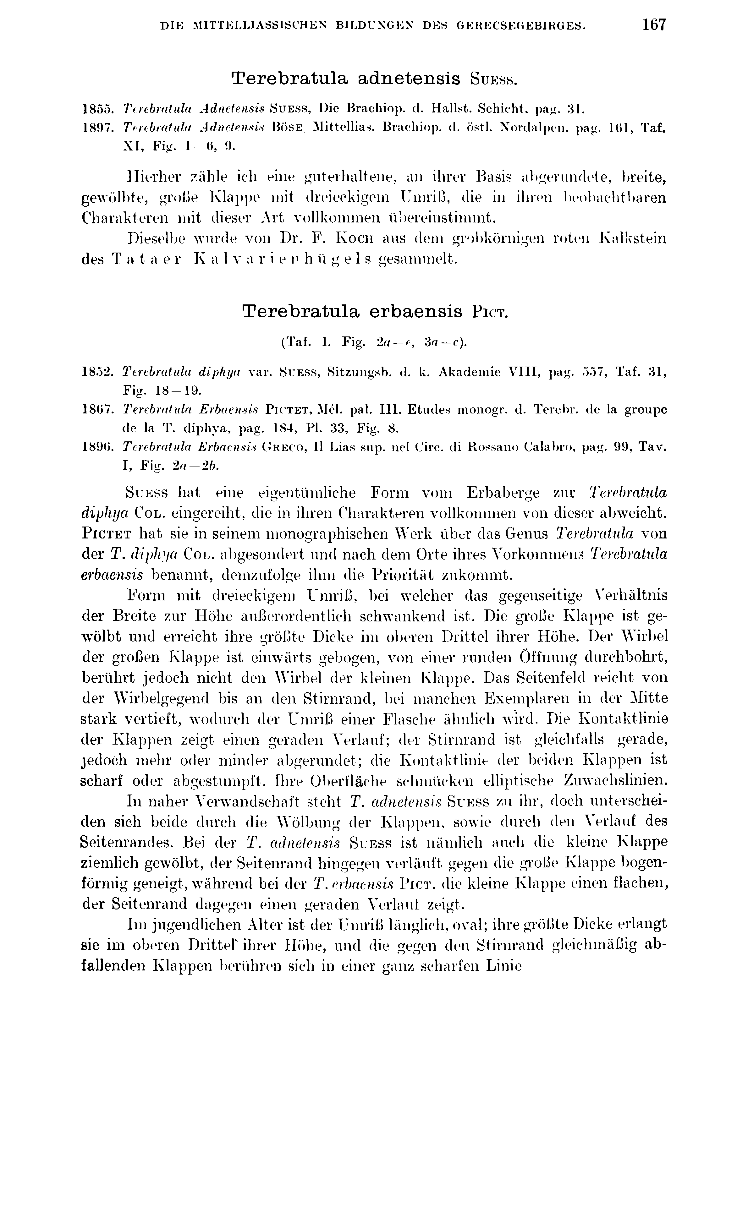 DIE MITTELLIASSISCHEN BILDUNGEN DES GERECSEGEBIRGES. 167 Terebratula adnetensis S u e ss. 1853. Terebratula Adnetensis S u ess, Die Brachiop. d. Hallst. Schicht, pag. 31. 1897.