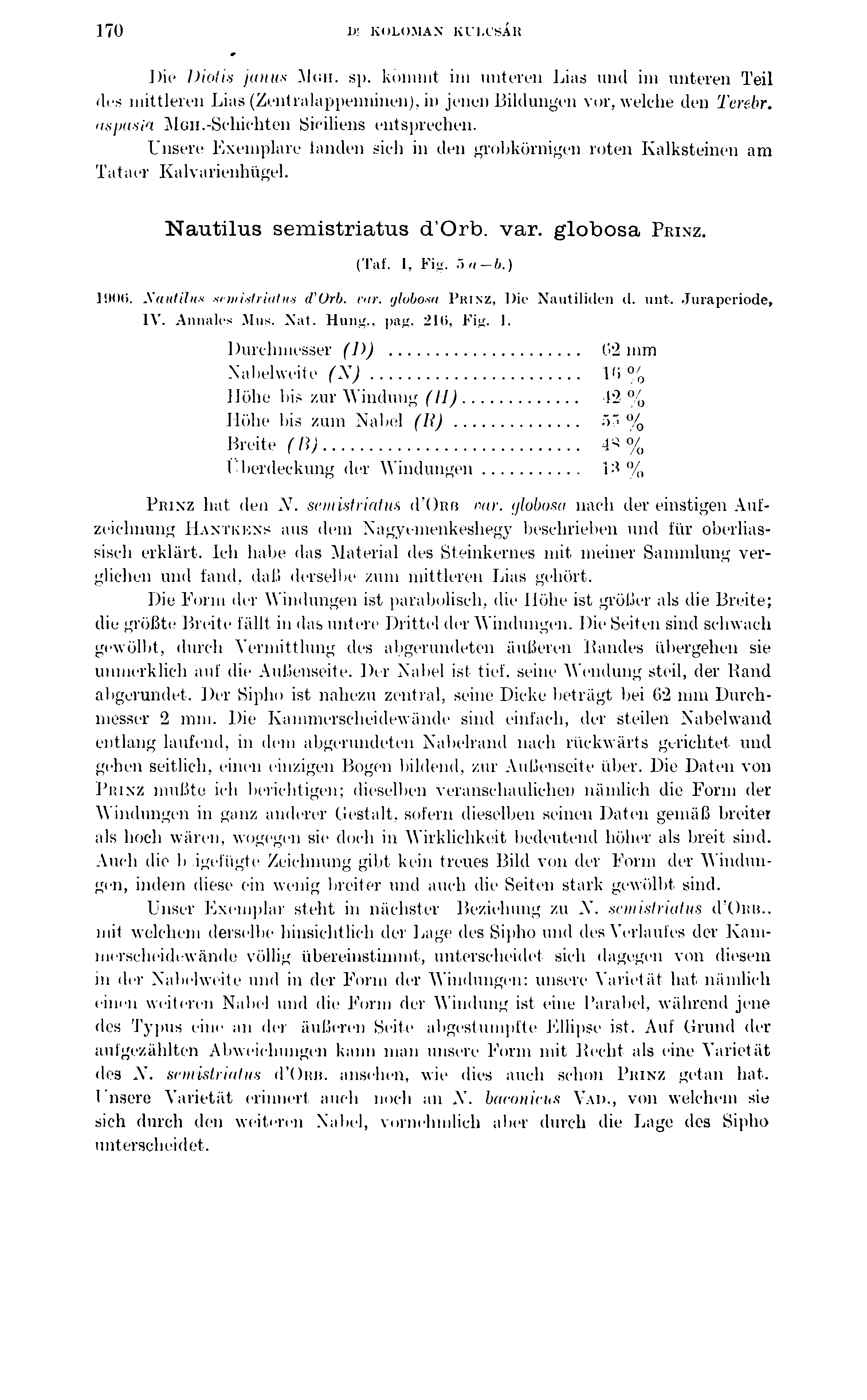 170 1>; KOLOMAX KULCSÁR Die Diotis janus Mgii. sp. kommt im unteren Lias und im unteren Teil des mittleren Lias (Zentralappenninen), in jenen Bildungen vor, welche den Terebr. aspasia M gii.