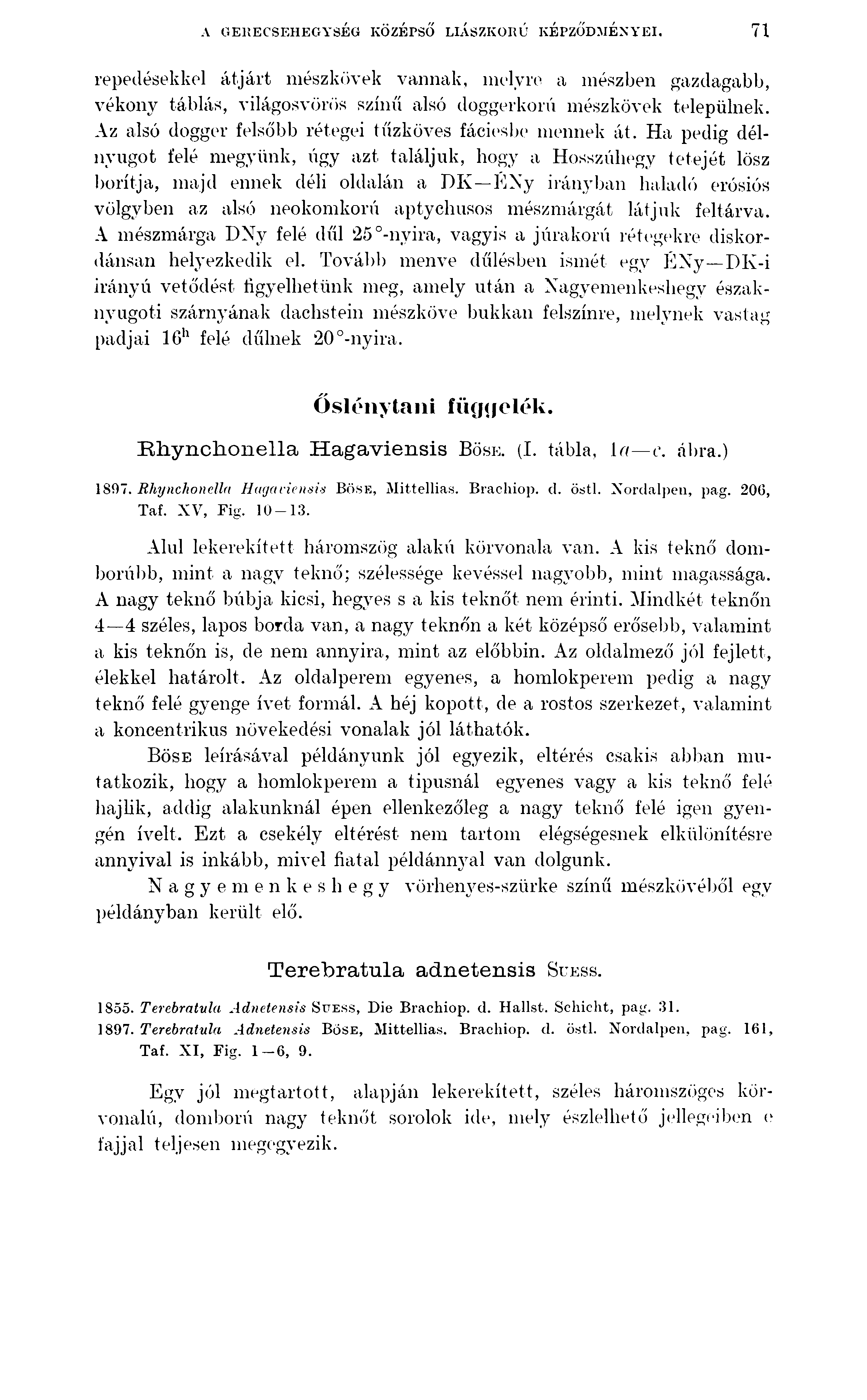 A GERECSEHEGYSÉG KÖZÉPSŐ LIÁSZKORÚ KÉPZŐDMÉNYEI. 71 repedésekkel átjárt mészkövek vannak, melyre a mészben gazdagabb, vékony táblás, világosvörös színű alsó doggerkorú mészkövek települnek.