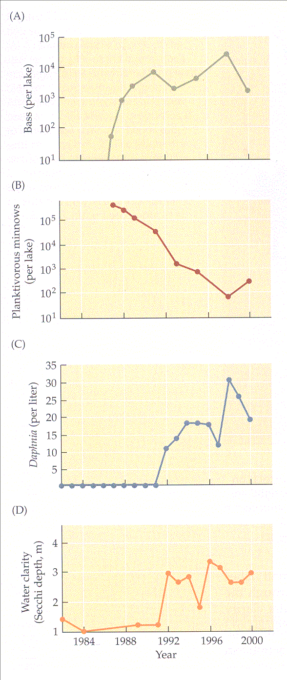 (Paine 1966) a csúcsragadozó nagyszájú sügérből 600 egyed visszatelepítése a Michigan-tóba