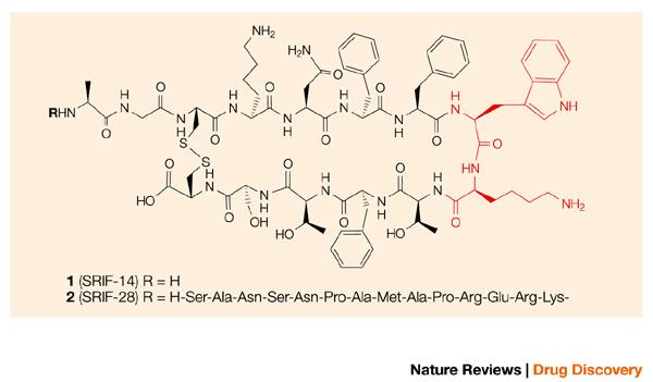 1.3. A szomatosztatin előfordulása és szerepe A szomatosztatin (SOM), más néven szomatotropin felszabadulását gátló faktor (somatotropine release inhibitory factor, SRIF / SOM) 14, illetve 28