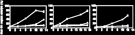 Az apoptózist (SubG1 populáció) áramlási citometriával propidium-jodid festést követően határoztuk meg.