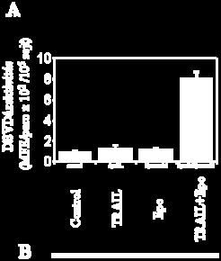 A kezelések során epoxomicinnel és/vagy kaszpázgátló-szerekkel történő 30 perces előinkubációt, majd TRAIL kezelést alkalmaztunk.