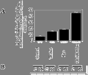 figyelhető meg DNS-fragmentáció (5 óra). A kezelések menete a fent leírtakkal C C C C 1 1.2 0.8 6.9 1 1.6 3.2 10.9 1 5.8 11.2 107 0 0 0 0 12. ábra.