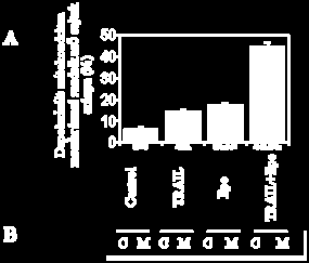 A mitokondrium membránjának depolarizációját áramlási citometriával mértük DiOC 6 festést követően. Az RKO sejteket 5 óráig inkubáltuk 1μM epoxomicin, illetve 60ng/ml TRAIL jelenlétében. B. ábra.