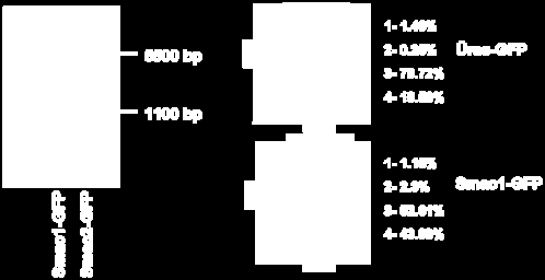 A vektor mérete 5500 bp, a kihasított inszert mérete 1100 bp. B.