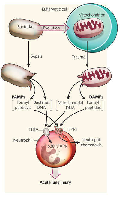 DAMP = Damage Assosiated