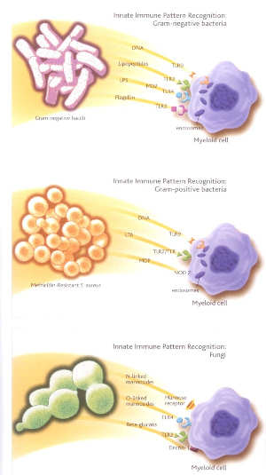 Pathogen Associated