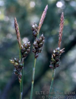 G(3-2) Carex