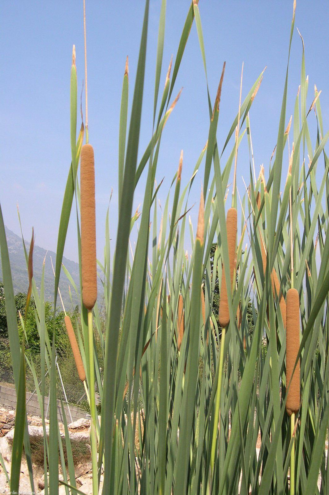 Gyékény faj Typha sp. Kúszó gyöktörzsű vízinövények (Ge(h)). Levele igen hosszú, kopasz Hengeres torzsavirágzatukban felül a porzós, alul a termős virágok külön-külön helyezkednek el.