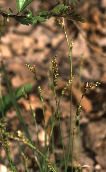 alacsony, zsombékos tövű sás (He) Levél: 2-4 mm széles, lapos, lágy Külön porzós és termős virágzatú füzérkéi vannak (Heterostachyus), az 1 db porzós a szár csúcsán, a 2-3 termős azok alatt