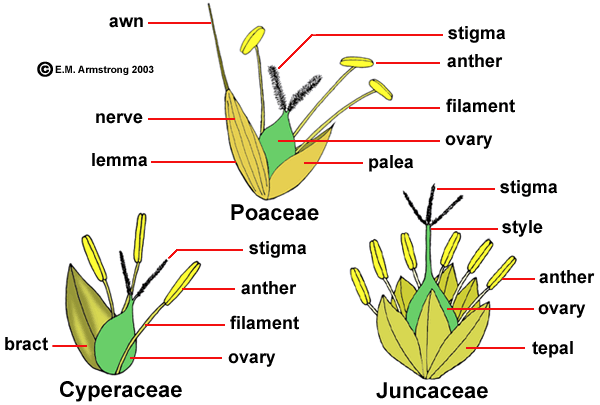 A Juncaceae, Cyperacae és Poaceae család virágának összehasonlítása szálka bibe porzó ér külső