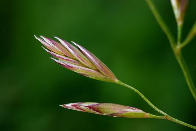 Festuca