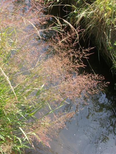 30-100 cm magas, gyakran elfekvő, s csak a virágzó szárakkal felegyenesedő, indákat fejlesztő évelő (He). A levelek 2-6 mm szélesek, laposak, világoszöldek, a levélnyelvecske 2 mmnél hosszabb.