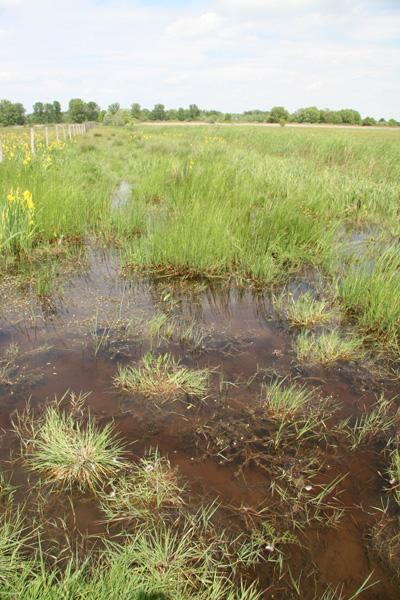 Agrostis