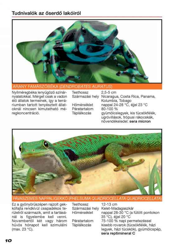 Tudnivalók az őserdő lakóiról ARANY FAMASZOBEKA (DENDROBATES AURATUS) Nyílméregbéka lenyűgöző színárnyalatokkal.