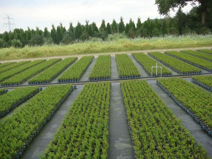 Mittwoch nachmittag haben wie Stecklinge gemacht und dann haben stecken begonnen, nämlich Calluna vulgaris und Erica carnea-s verschiedenen Typ: Wintersonne, Natalie,