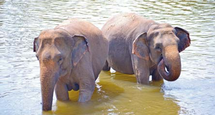 nap: Reggeli után utazás Sigiriya-ba, az út mentén érdekes tájkép tárul elénk, rizsföldek, kókuszligetek, ananászkertek, gumifa ültetvények, falvak váltják egymást.