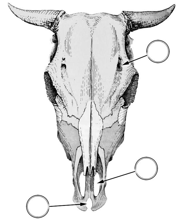 6) Melyik állítás, melyik? Jelölje be a helyes választ! a) Szarvasmarhában a combcsont trochanter majusa osztott. b) Az incisura trochlearis az ulna része. c) A szarvasmarha 2. és 3.