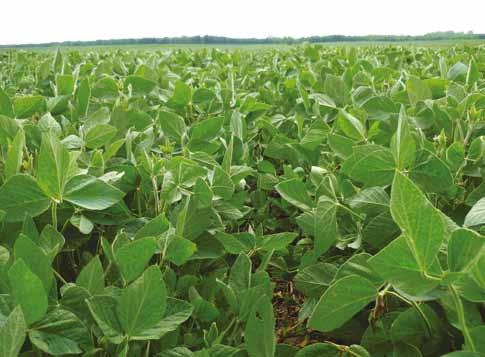 egyed/levél) elérésekor, 1 liter/ha dózisban 350 l/ha permetlével kell elvégezni.