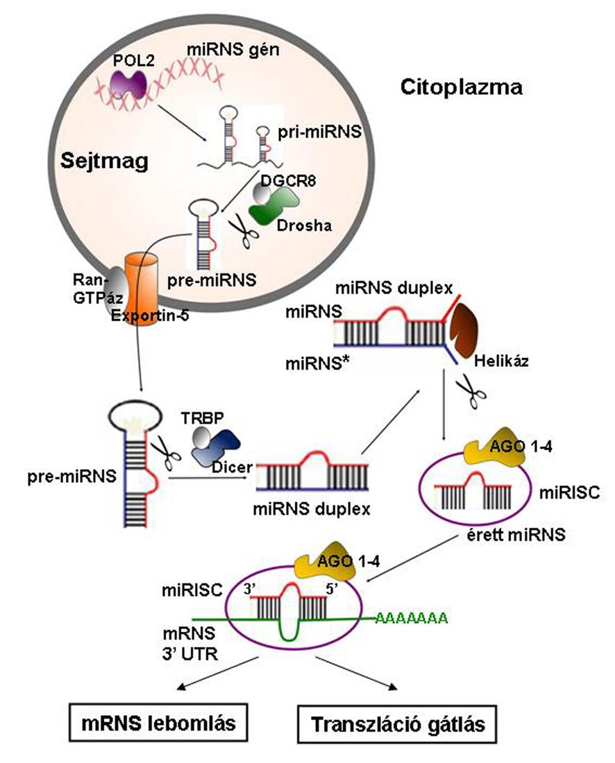 1. ábra: A mirns-ek bioszintézise és érése A folyamat főbb lépéseinek részletezése a szövegben olvasható.