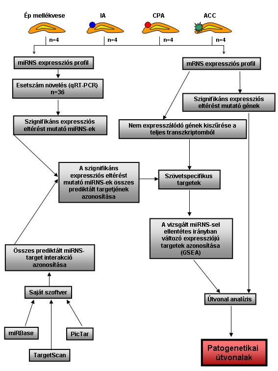 7. ábra: A mellékvesekéreg daganatok integratív molekuláris (mirns, mrns) és bioinformatikai vizsgálatára kidolgozott módszer főbb lépései IA: inaktív