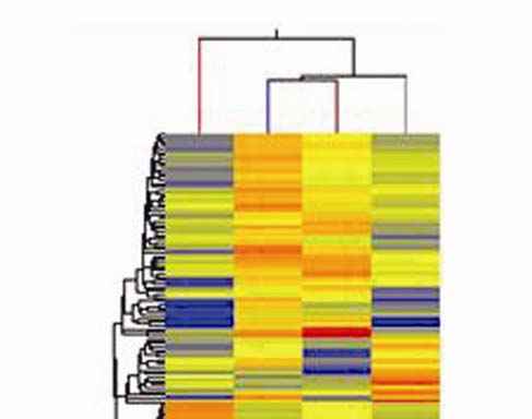 17. ábra: Különböző típusú phaeochromocytomák mirns