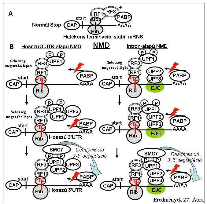 II. 7. A növényi NMD rendszer müködése Eredmények 27. Ábra: A növényi NMD modellje. (A) a normál stop kodont tartalmató, vad típusú mrns-ek transzlációja.