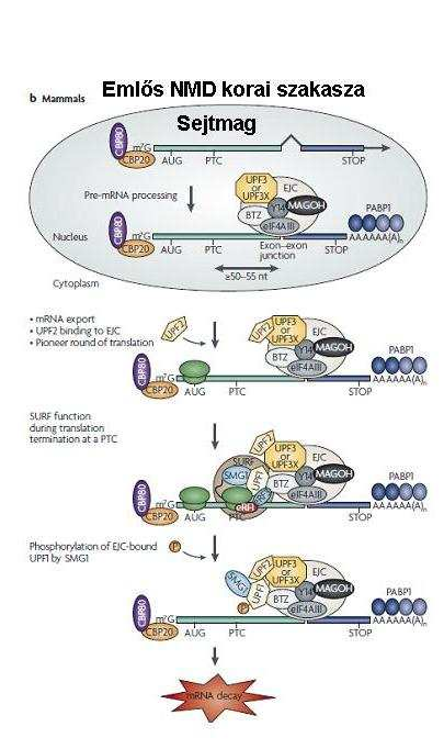 szerint a UPF1 foszforilációja lenne a funkcionális NMD komplex