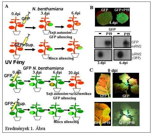 Eredmények 1. Ábra: A CymRSV P19 hatékony gátolja transzgén indukálta silencinget. (A) A GFP koinfiltráción alapuló silencing szupresszor tesztrendszer. UV fényben a vad N.