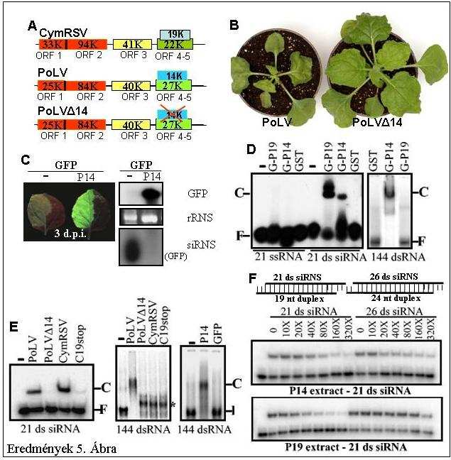 Eredmények 5. Ábra: A P14 egy általános dsrns-kötő szupresszor. (A) A CymRSV (Tombusvirus), a Pothos latent virus (PoLV, Aureusvirus) és a P14 mutáns PoLV 14 genomszerveződése.