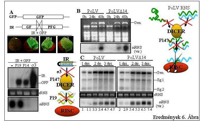 Eredmények 6. Ábra: A P14 hatása in planta. (A) A P14 gátolja a sirns képződést a hairpin dsrns transzkriptumról. N.