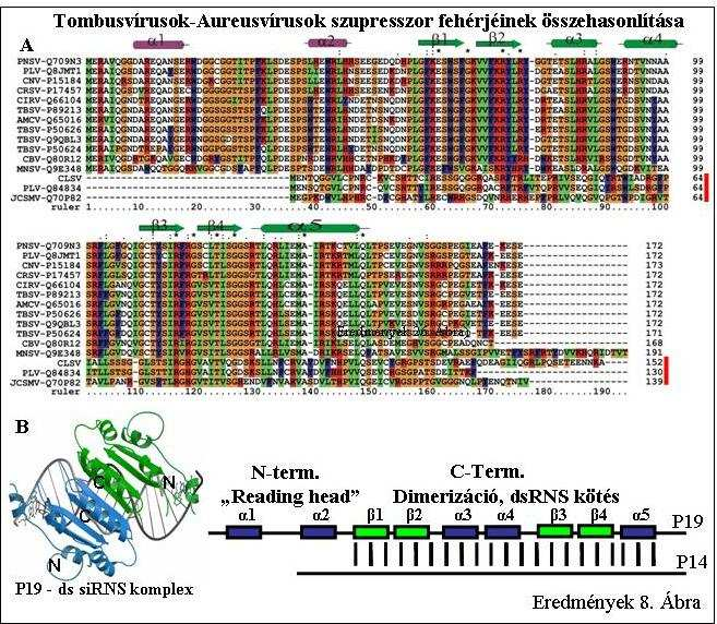 Eredmények 8. Ábra: Az Aureusvirus és Tombusvirus szupresszor fehérjék részben konzerváltak.