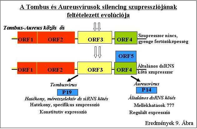 Eredmények 9. Ábra: Az Aureusvirus és Tombusvirus szupresszor fehérjék feltételezett evolúciója. I.8.