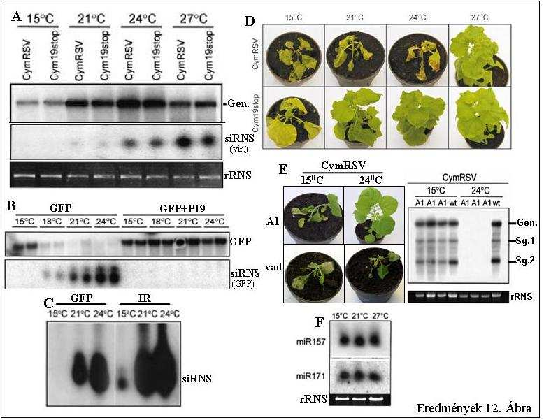 Eredmények 12: Ábra A növényi vírus- és transzgén-indukálta silencing útvonalak aktivitása erősen hőmérsékletfüggő. (A) A vírus-indukálta sejt-autonóm silencing hatékonysága függ a hőmérséklettől. N.