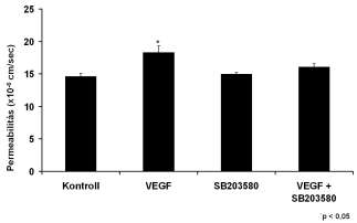 dózisú VEGF kezelés már 15 perc után megnövelte a HUVEC monolayer permeabilitását a 40 kd méretű FITC-dextran-al szemben.