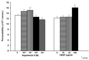 Megvizsgáltuk a 48 órás VEGF és Ang II kezelések hatását a 40 kd méretű FITC-dextránnal szembeni permeabilitásra és azt találtuk, hogy a 100 ng/ml VEGF és 10-7 M Ang II kezelések szignifikánsan