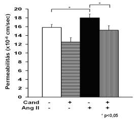 14. ábra. Az AT 1 receptort blokkoló candesartartan előkezelés hatása a 30 perces 10-7 M Ang II kezelés által megnövelt permeabilitásra. 15. ábra. Az AT 1 receptor blokkolás hatása a 48 órás 10-7 M Ang II kezelés által megnövelt permeabilitásra.